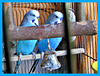 Budgie Mates