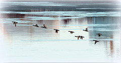 Mergansers over St. Clair River