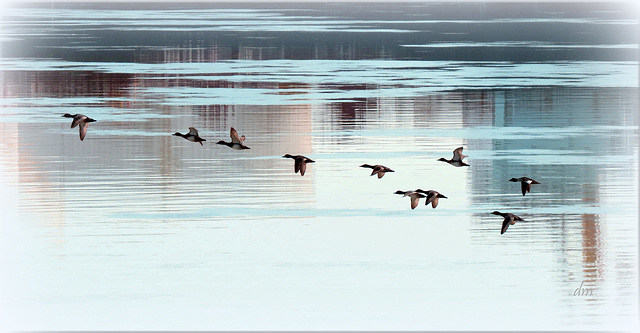 Mergansers over St. Clair River