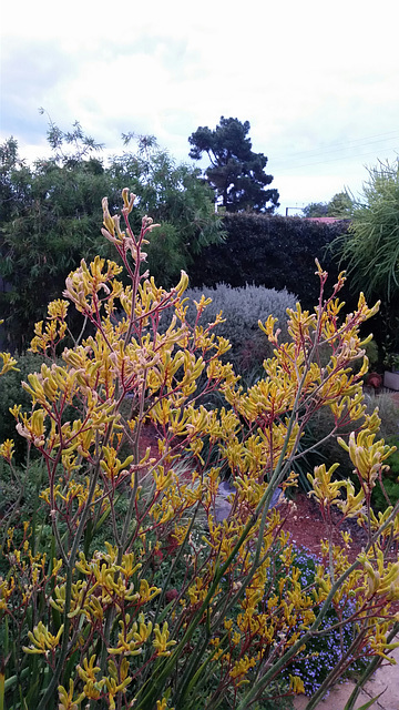 Summer: kangaroo paws  cultivar