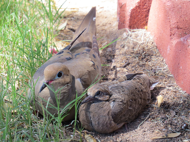 Mourning Doves