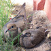 Mourning Doves