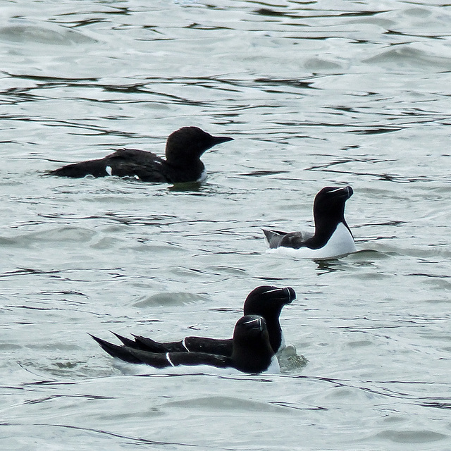 Day 11, Razorbills and a Common Murre