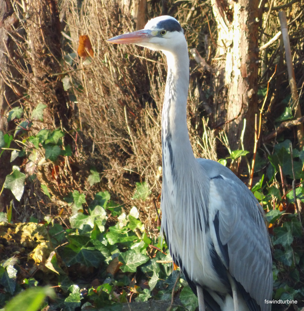 Blauwe reiger bij de vijver...