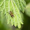 Hoverfly