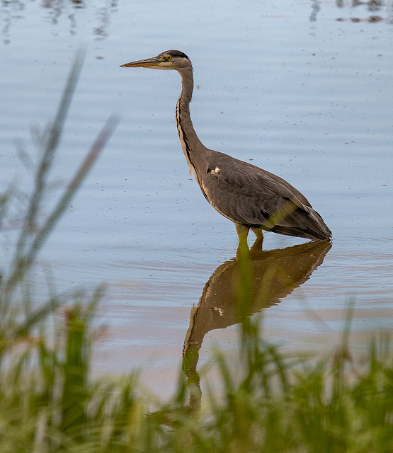 Heron