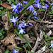 20200315 6856CPw [D~MI] Dunkle Sternhyazinthe (Scilla sardensis), Sielpark, Bad Oeynhausen