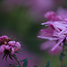 DSCF5208