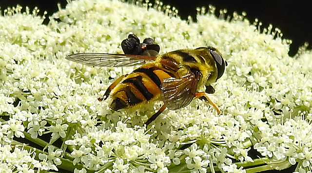 20210727 2067CPw [D~LIP] Totenkopf-Schwebfliege (Myathropa florea), Möhre (Daucus carota), Bad Salzuflen