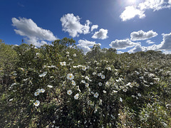 Cistus ladanifer