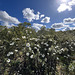 Cistus ladanifer
