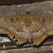 IMG 2808 Butterfly-2-1