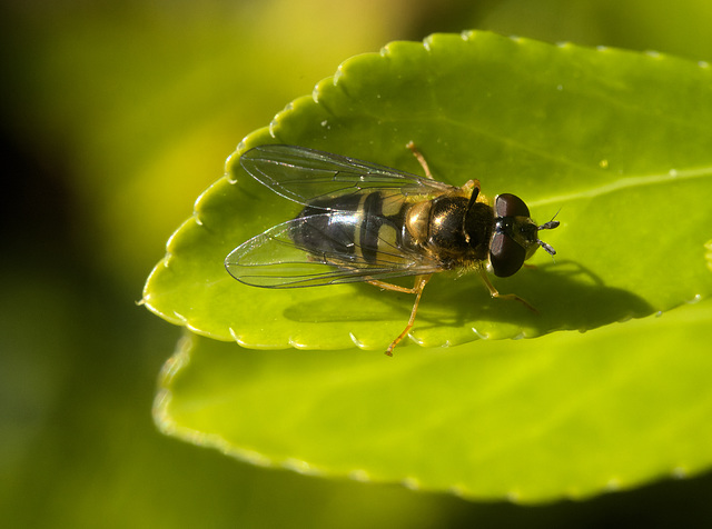 5T2A3939-CR3 DxO DeepPRIME -1Hoverflyv3