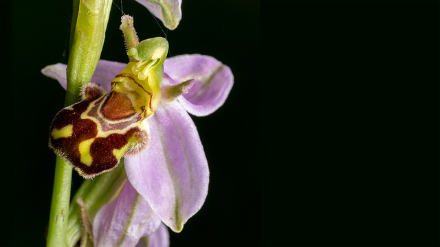 Bee orchid 1