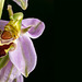 Bee orchid 1