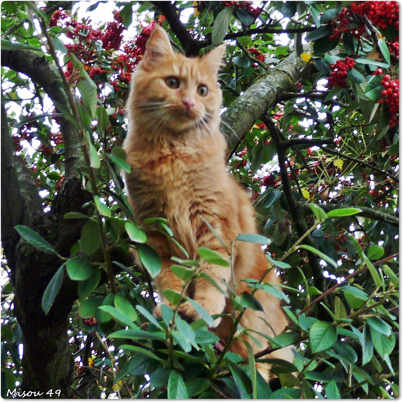 MON JARDIN