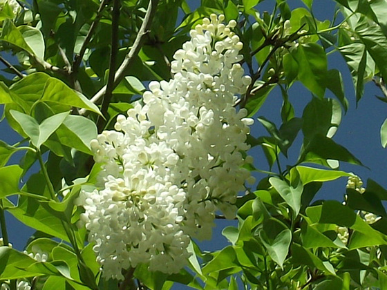 White lilac