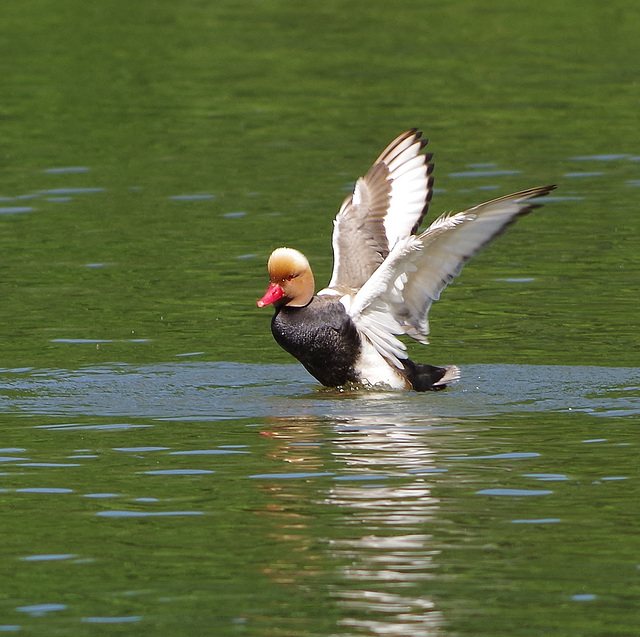 parc des oiseaux - Villars les Dombes