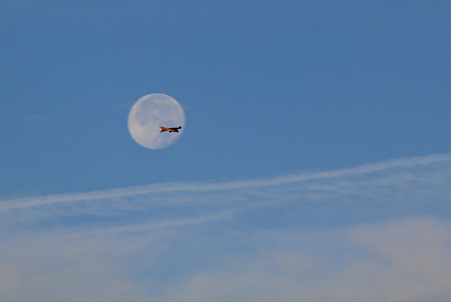 Un milan dans la lune