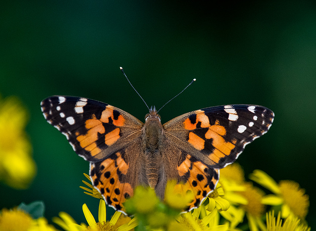 Painted lady butterfly