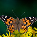 Painted lady butterfly