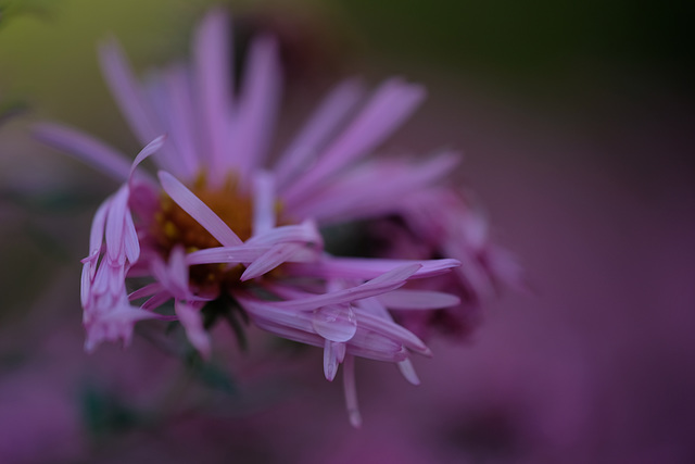 DSCF5210 DSCF5210