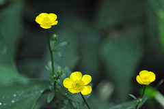 garden buttercups DSC 9592