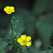 garden buttercups DSC 9592