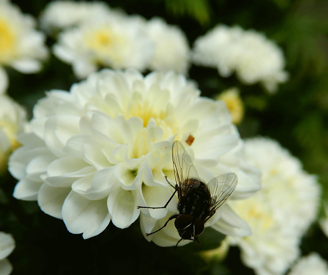 Chrysantemum