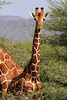 Reticulated giraffe