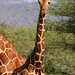 Reticulated giraffe