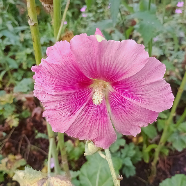 Hollyhock.