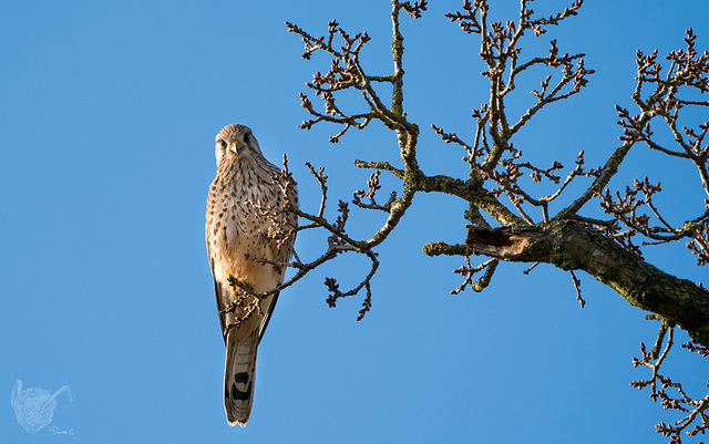 Sparrowhawk