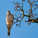 Sparrowhawk