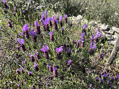 Lavanda Stoechas