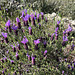 Lavanda Stoechas