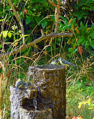3 Meisen am Brunnen