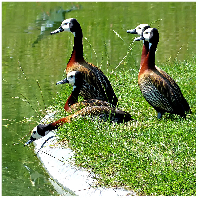 Whitefaced whistling duck. Witwangboomeend. Dendrocygne veuf. Witwenpfeilgans
