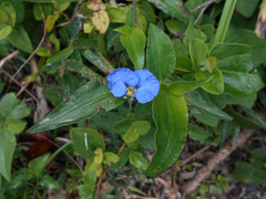 DSCN5306 - erva-de-santa-luzia Commelina erecta, Commelinaceae