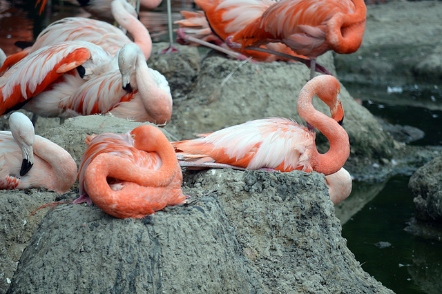 Schönheitsschlaf der Flamingos