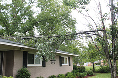 Hurricane Irma !!  (first part of the tree to come down)