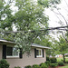 Hurricane Irma !!  (first part of the tree to come down)