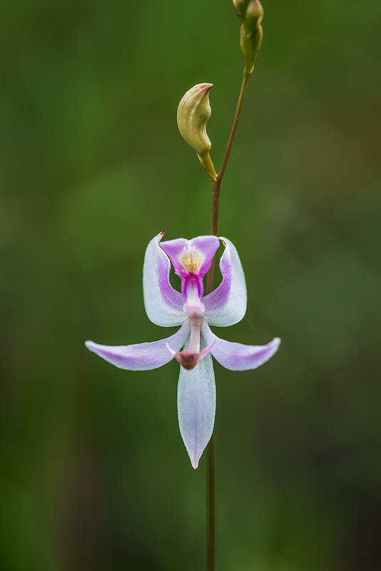 Calopogon pallidus (Pale Grass-pink orchid)
