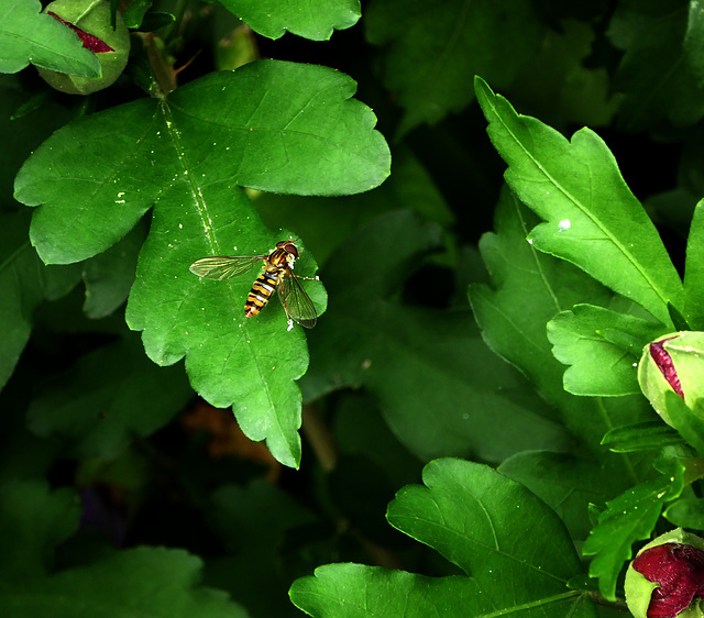 syrphidae ... ID ?