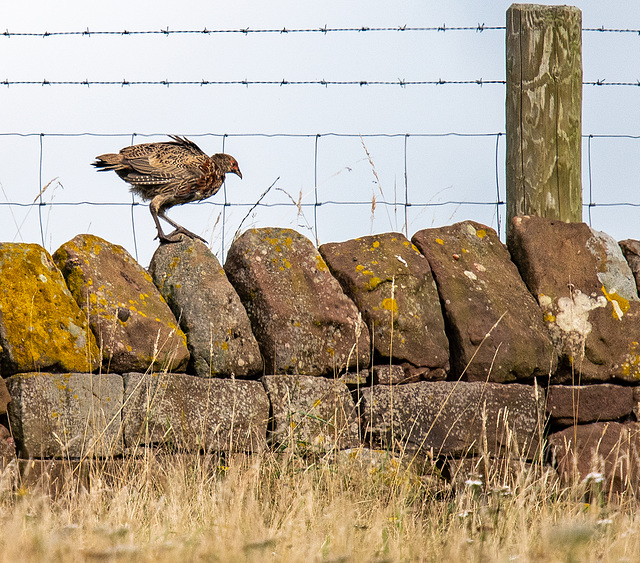 Young pheasant