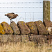 Young pheasant