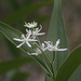 Star Solomon's Seal