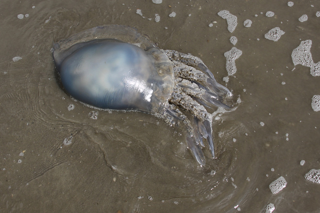 Beach Jellyfish