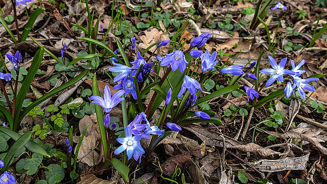 20200315 6857CPw [D~MI] Dunkle Sternhyazinthe (Scilla sardensis), Sielpark, Bad Oeynhausen