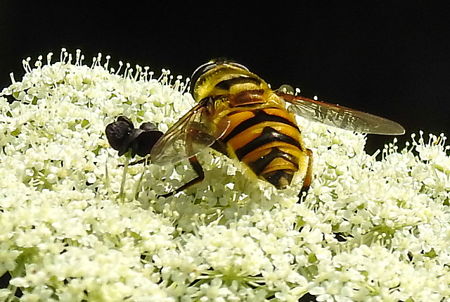 20210727 2069CPw [D~LIP] Totenkopf-Schwebfliege (Myathropa florea), Möhre (Daucus carota), Bad Salzuflen